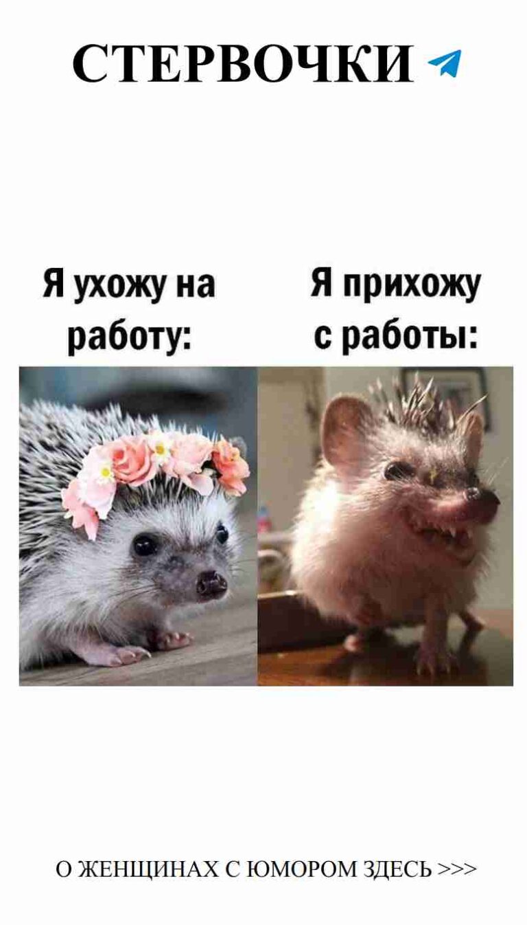 Ежики в цветах: любовные забавы и женский юмор