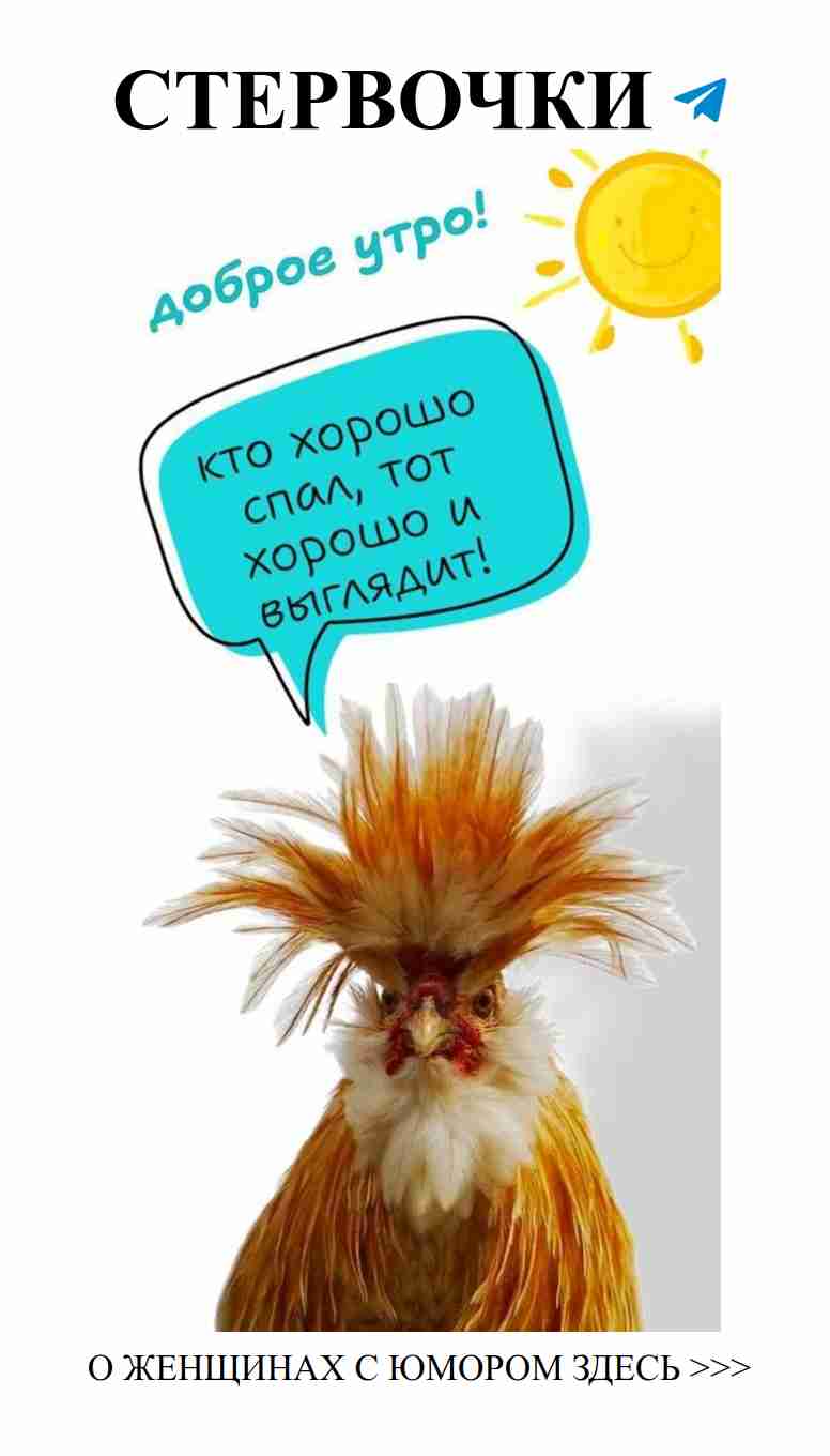 Когда любовь заставляет даже курицу быть стильной