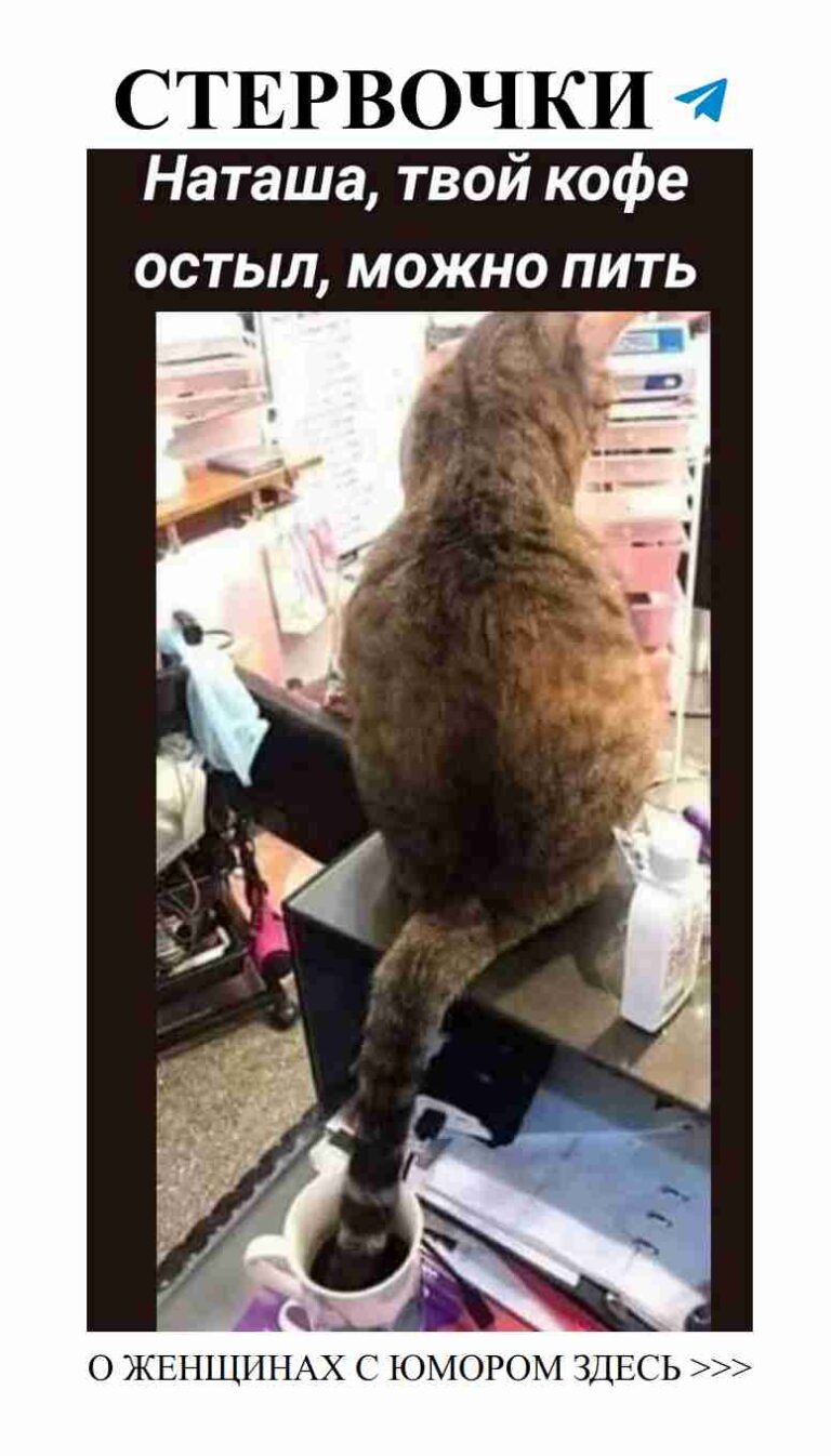 Когда кот любовно мешает работать за компьютером