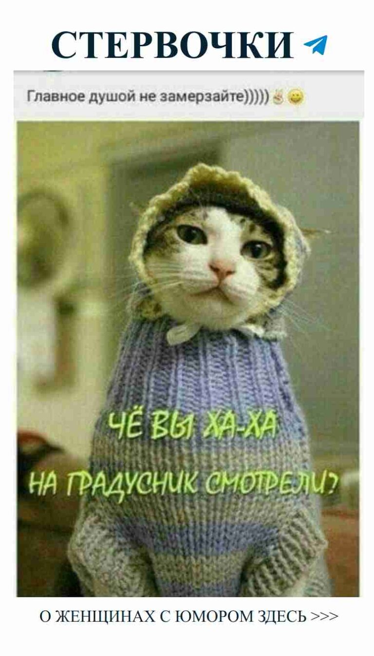 Котик в свитере говорит о своих чувствах к любви