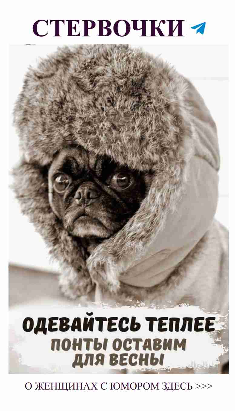 Моя любовь к забавным собачкам в зимних шапках