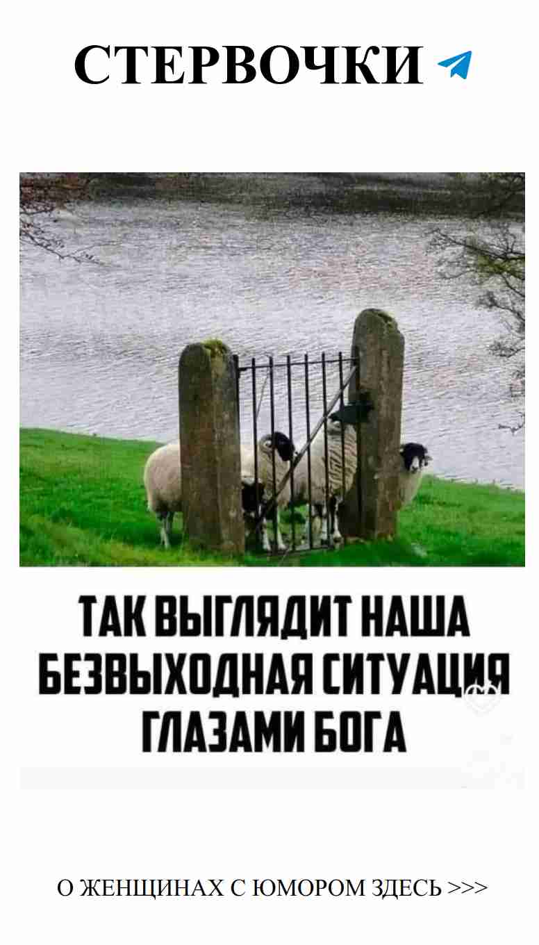 Две овечки за воротами и веселые истории о любви