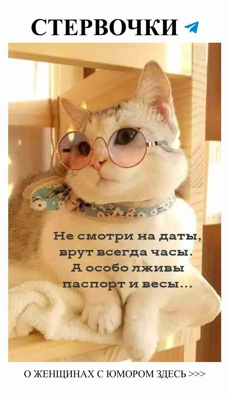 Кошка в очках и шарфе: любовные моменты с юмором