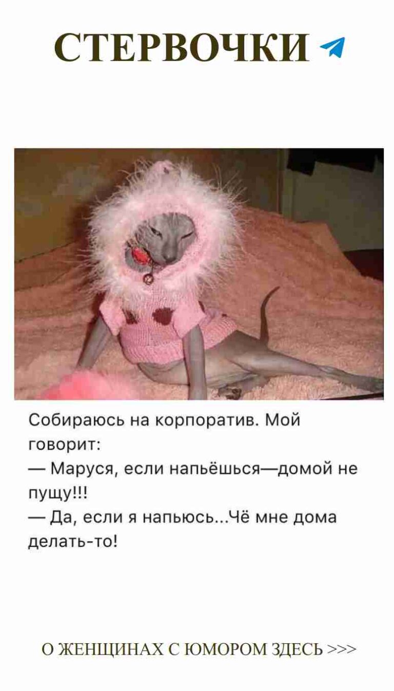 Кот в свитере: юмор о любви и тепле в интерьере