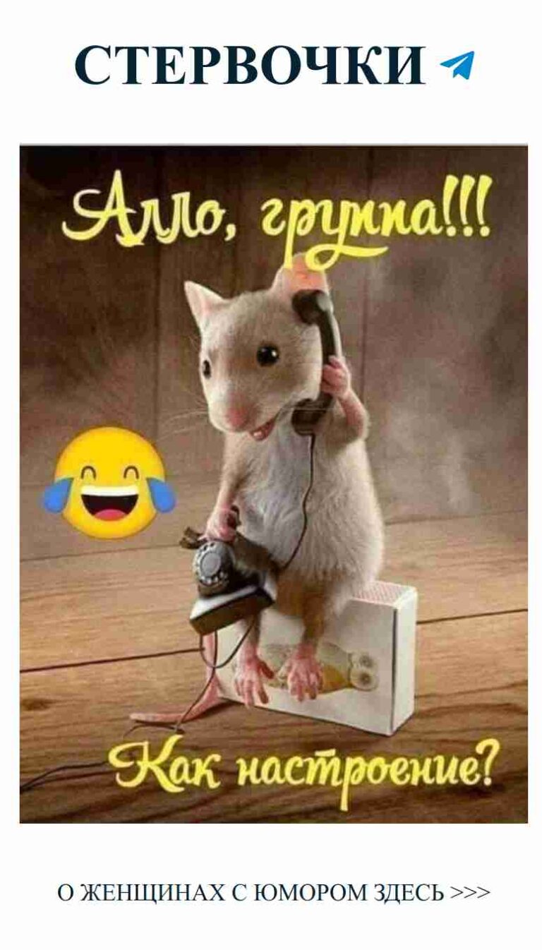 Смешные открытки: кот и любовь в каждой шутке