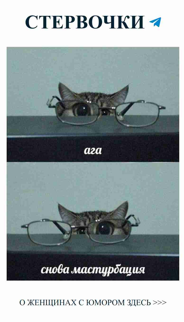 Милые кошки в очках, которые поднимут тебе настроение