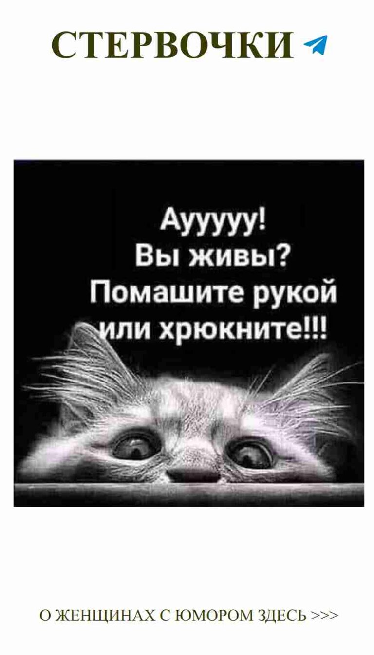 Смешное поздравление с днем рождения о любви и котах