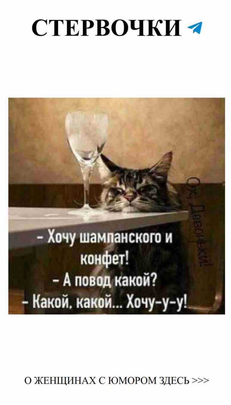 Котик на столе с вином: любовь и улыбка в каждой порции